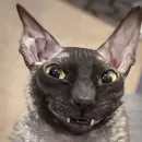Cats