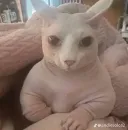 Стикер Cats