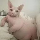 Стикер Cats