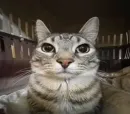 Стикер Cats