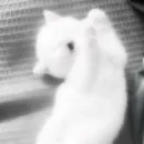 Стикер 𝑨𝑺𝑯 𝑰𝑺𝑳𝑨𝑵𝑫