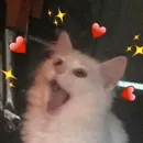 мяу мяу