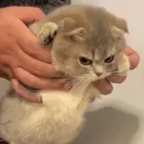 Стикер мяу мяу