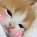 Стикер мяу мяу