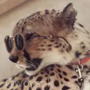 Стикер Гепарды