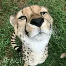 Стикер Гепарды