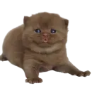 Стикер Cats