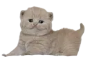 Стикер Cats