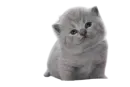 Стикер Cats