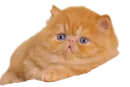 Стикер Cats