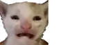 Cats | Котики