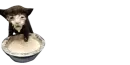 Стикер Cats | Котики