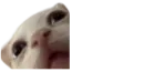 Стикер Cats | Котики