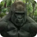 Стикер Gorilla