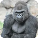Стикер Gorilla