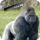 Стикер Gorilla