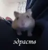 Гошик