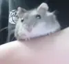 Стикер Гошик