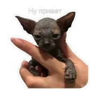 Стикер Гостецкий