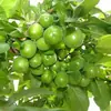 Green Time