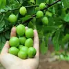 Стикер Green Time