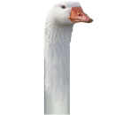 Стикер Dependent