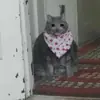 Hagh Pack Cat