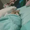 Стикер Hagh Pack Cat