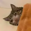 Стикер Hagh Pack Cat