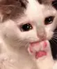 Стикер Hagh Pack Cat