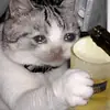 Стикер Hagh Pack Cat