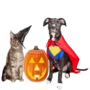 Стикер Halloween