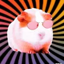 ХоМяЧиЙ дВиЖ