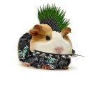 Стикер ХоМяЧиЙ дВиЖ