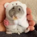 Стикер Hamster Kiana