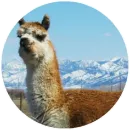 Стикер Happy Alpaca