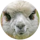 Стикер Happy Alpaca