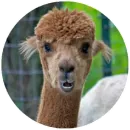 Стикер Happy Alpaca