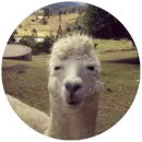 Стикер Happy Alpaca