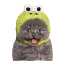 Стикер Cats in hats