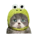 Стикер Cats in hats