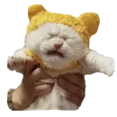 Стикер Cats in hats