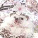 Hedgehogs