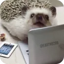 Стикер Hedgehogs