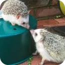 Стикер Hedgehogs