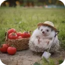 Стикер Hedgehogs