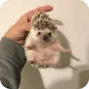 Стикер Hedgehogs