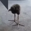 Стикер Hehoz