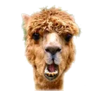 Стикер Nonsense