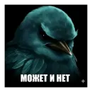 Birds Memes
